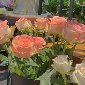 我的世界美女被❌羞羞
